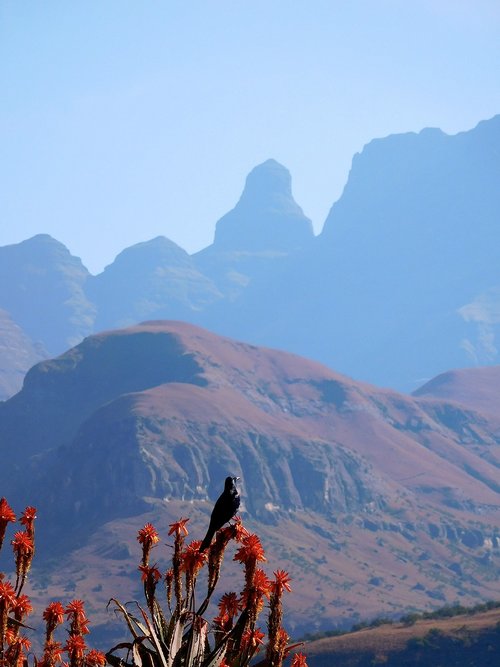 mountains  drakensberg  aloe vera