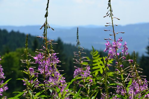 mountains  summer  landscape