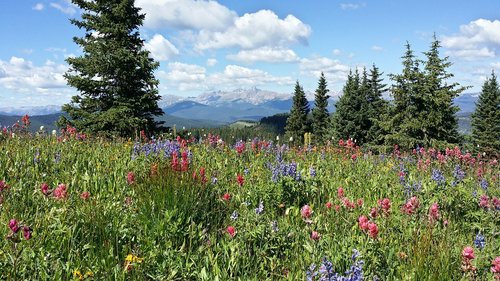 mountains  wildflowers  colorado