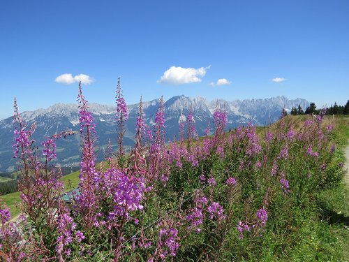 mountains  austria  flowers