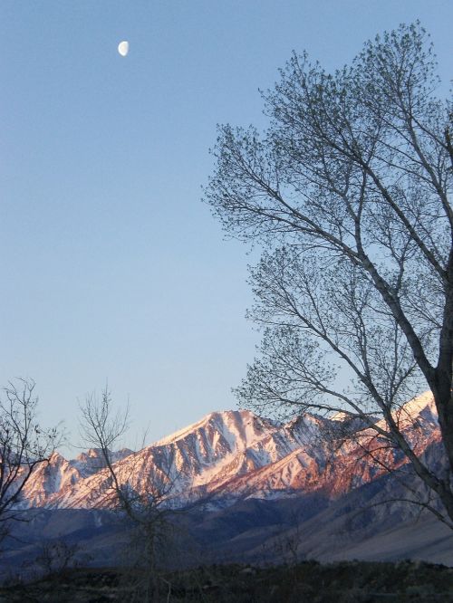 mountains trees moon