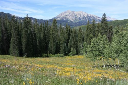 mountains forest colorado