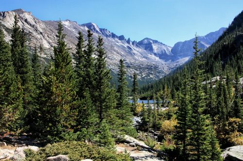 mountains forest trees