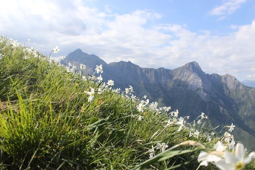 mountains  flowers  panorama