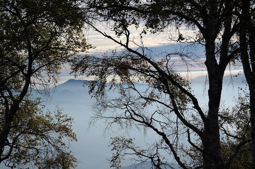 mountains  trees  fog