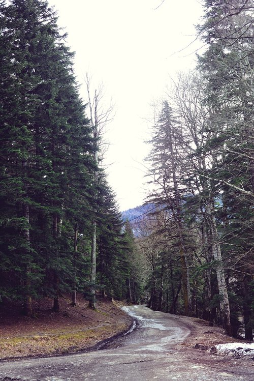 mountains  forest  road