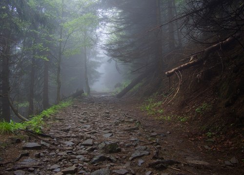 mountains  forest  nature