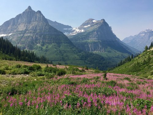 mountains  meadow  glacier national park