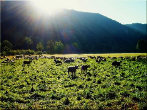 mountains sheep meadow