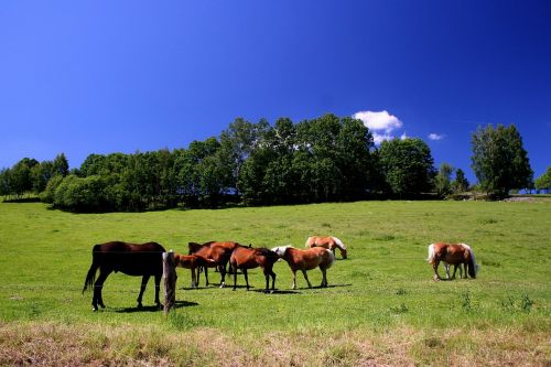 mountains feast horses