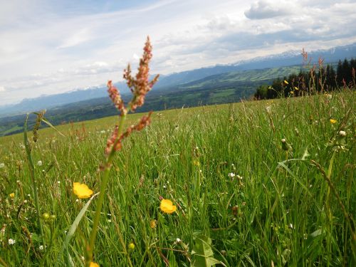 mountains spring sorrel