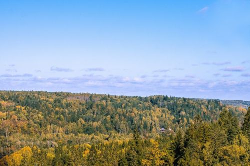 pine trees landscape fall landscape