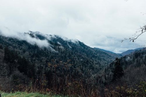 mountains landscape forest landscape