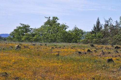 Mountaintop Field Of Flowers