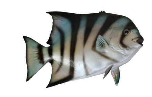 mounted spade fish fish