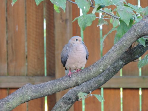 mourning dove doves birds