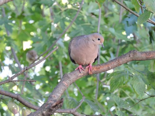 mourning dove doves birds