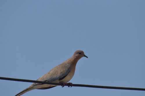 mourning dove columbidae brown dove