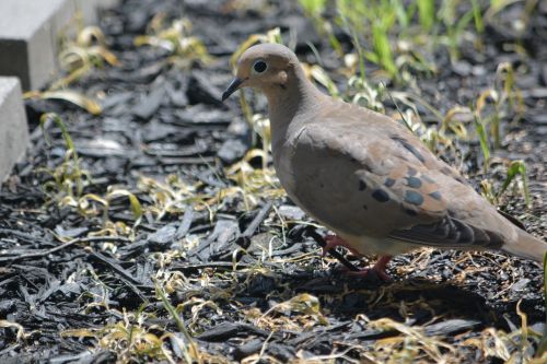 mourning dove bird dove