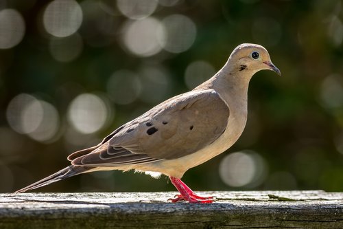 mourning dove  bird  wildlife