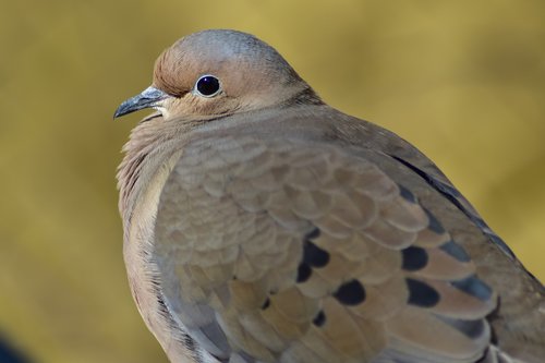 mourning dove  bird  nature