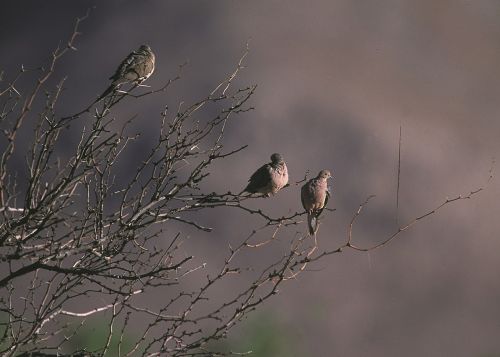 mourning doves tree birds