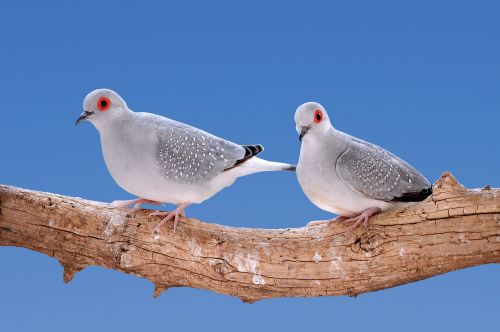 mourning doves diamond turtledoves birds