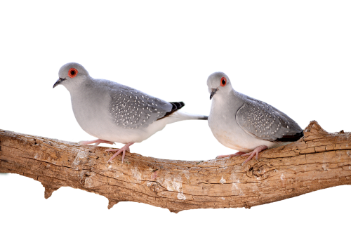 mourning doves diamond turtledoves birds