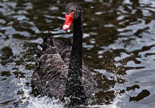 mourning swan swan black