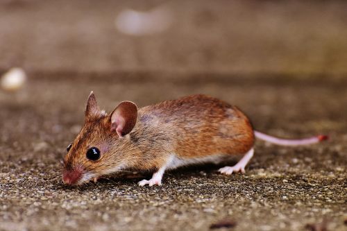 mouse rodent cute