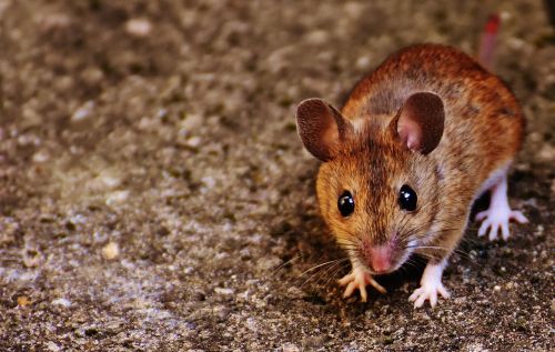 mouse rodent cute