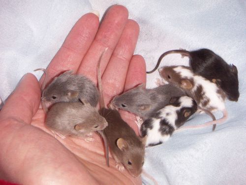 mouse baby litter