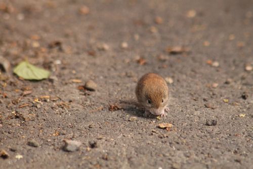 mouse field mouse animal