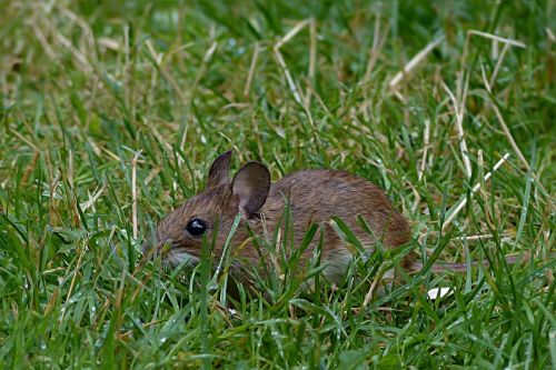 mouse rodent mus musculus