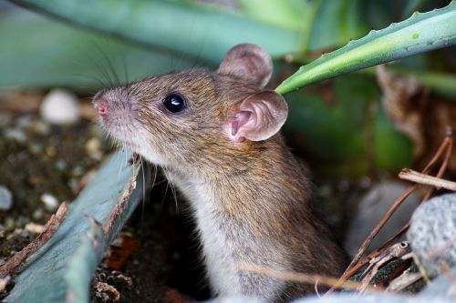 mouse nager animal