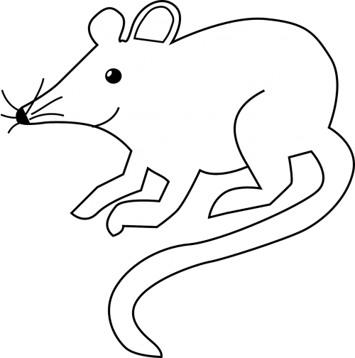 mouse rodent rat