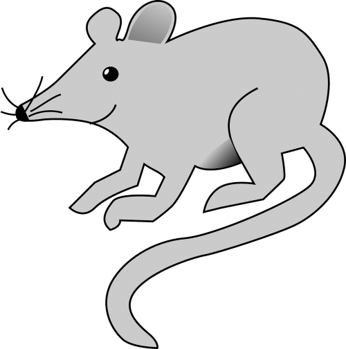 mouse rat rodent