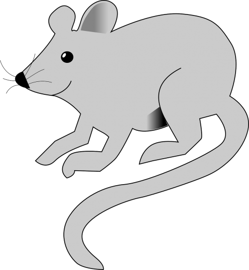 mouse gray long tail
