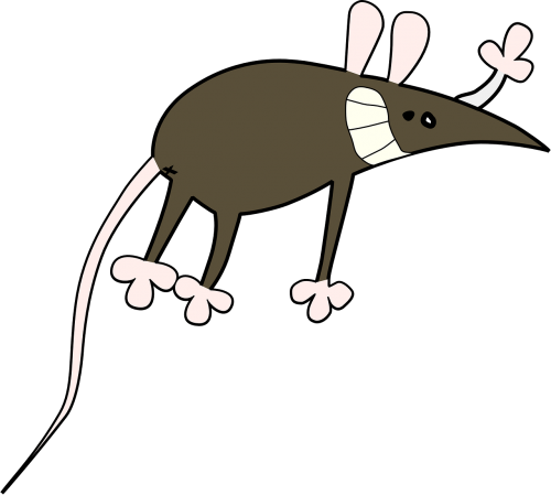 mouse rat animal