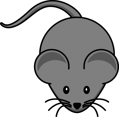 mouse gray cute