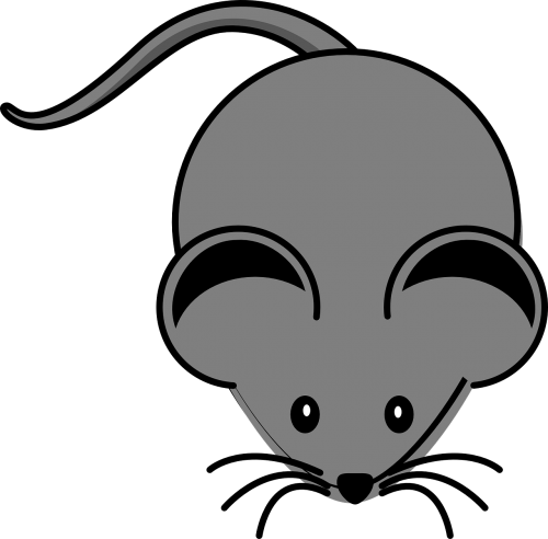 mouse animal rodent