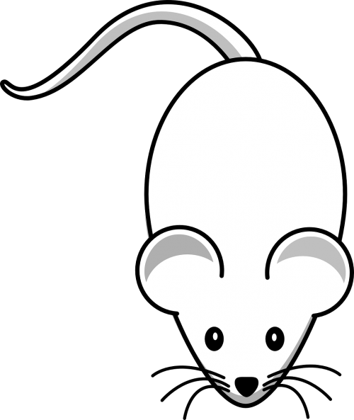 mouse rodent animal