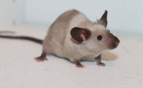 mouse rodent rat