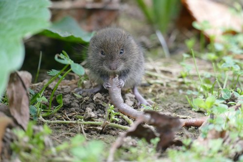 mouse  vole  rodent