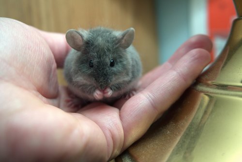 mouse  hand  grooming