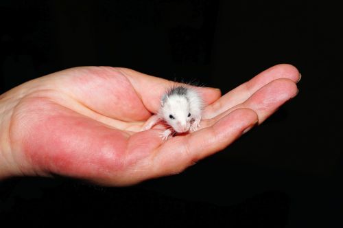 mouse small young