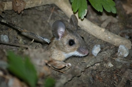 mouse  wood mouse  nager