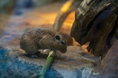 mouse  zoo  nature