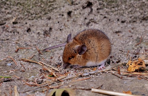 mouse  rodent  sit