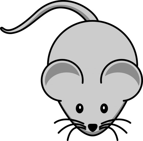 mouse rodent whiskers